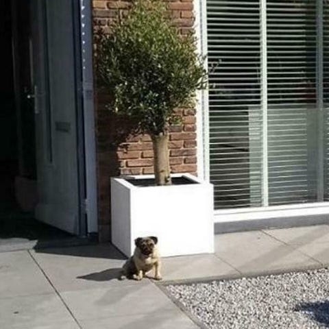 Stalen plantenbak 60 x 60 x 50  Wit  met bodem